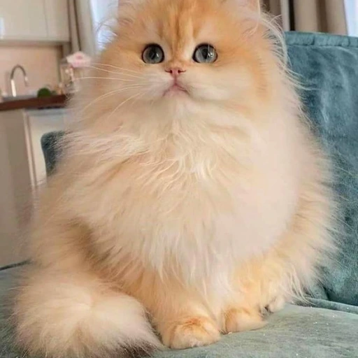 british long hair cat care