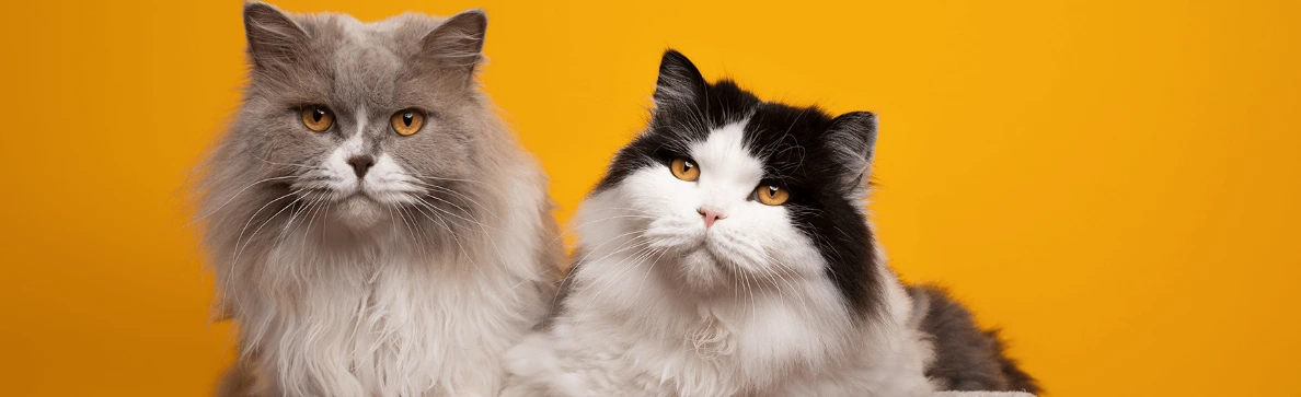 british long hair cats